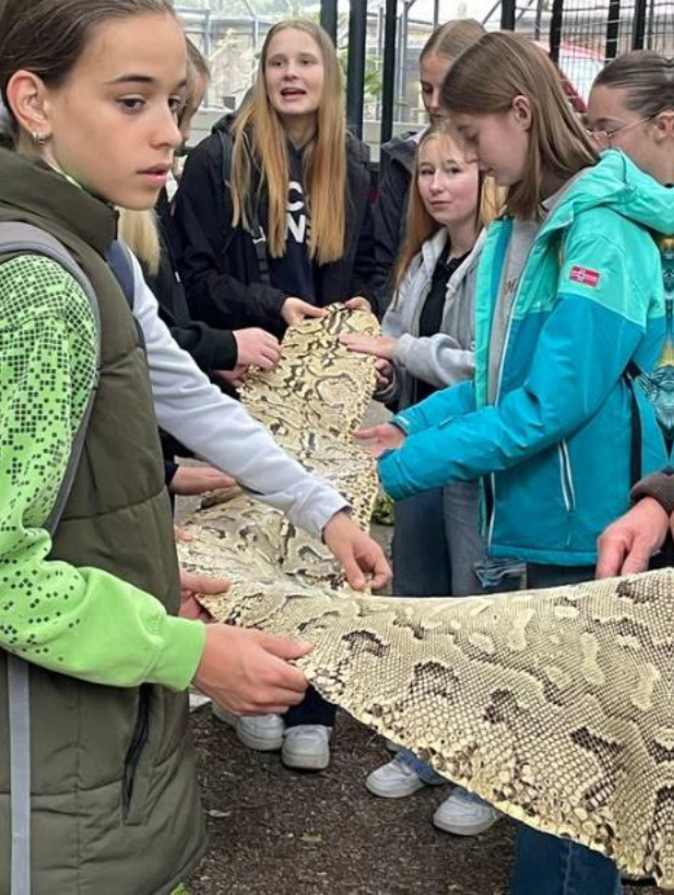 Foto der Schüler der beiden 7. Klassen beim Ertasten der Schuppen einer langen Schlangenhaut